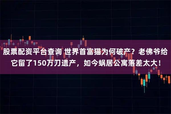 股票配资平台查询 世界首富猫为何破产?老佛爷给它留了150万刀遗产,如今蜗居公寓落差太大!