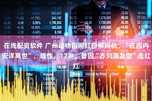 在线配资软件 广州动物园网红白狮阿杭，“在园内安详离世”，雄性，17岁，曾因“齐刘海发型”走红